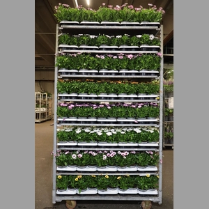 Osteo Mixk 1 Klr Per Tray