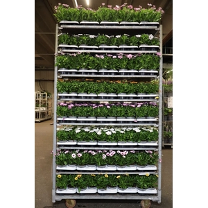Osteo Mixk 1 Klr Per Tray
