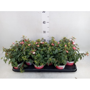 Fuchsia  'Bella Fuchsia Hilda'