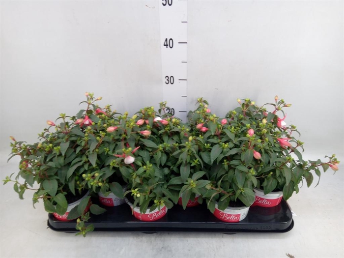 <h4>Fuchsia  'Bella Fuchsia Hilda'</h4>