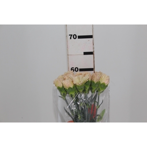 CRAVO CAPUCCINO 070 CM