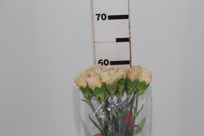 <h4>CRAVO CAPUCCINO 070 CM</h4>
