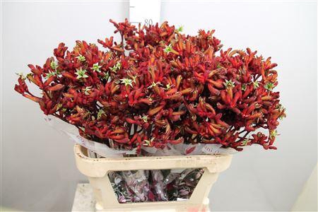 <h4>Anigoz Early Spring (x80)</h4>