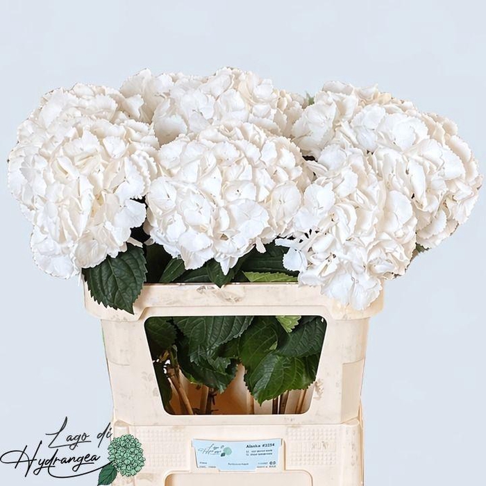 <h4>HYDR M SCHNEEBALL</h4>