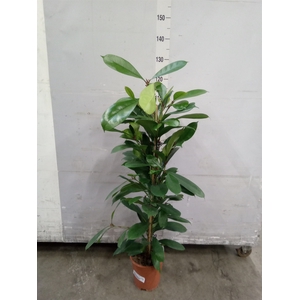Ficus cyathistipula