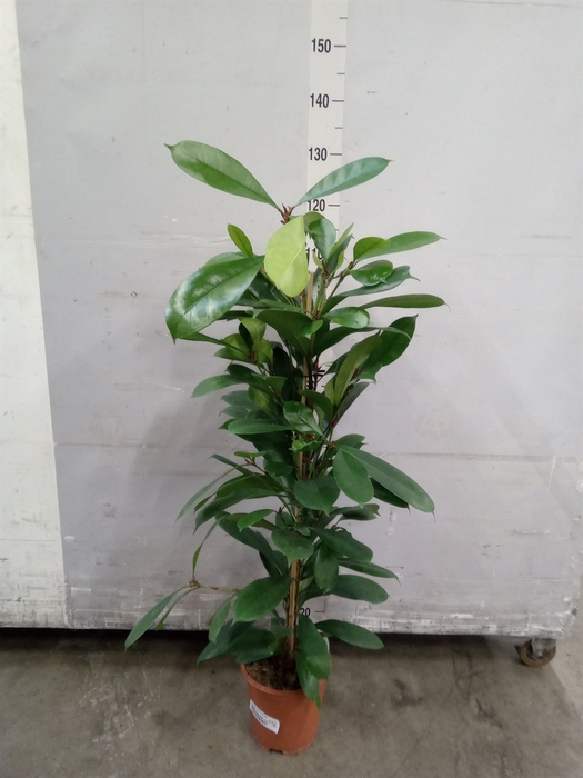 <h4>Ficus cyathistipula</h4>