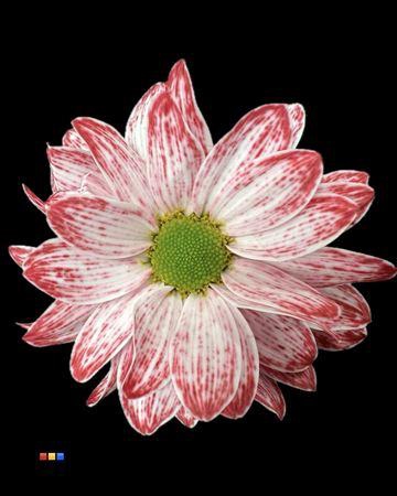 Chr T Kennedy Lipstick