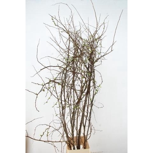 CHAENOMELES SUPERBA WHITE EXTRA 180CM