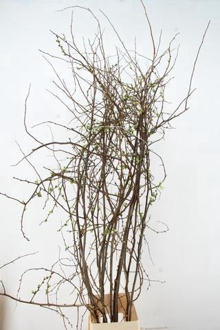 <h4>CHAENOMELES SUPERBA WHITE EXTRA 180CM</h4>