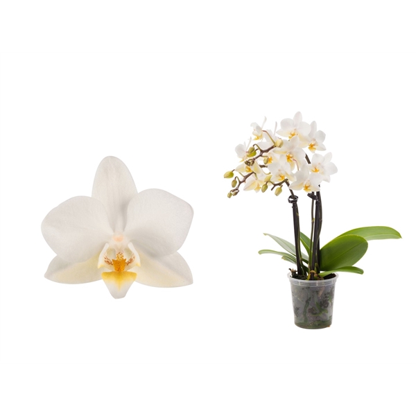 <h4>Phal Tiny Dolls Wit 3T18+ zonder Aqu@</h4>