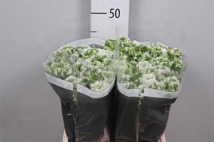 <h4>Ran Pon Pon Igloo</h4>