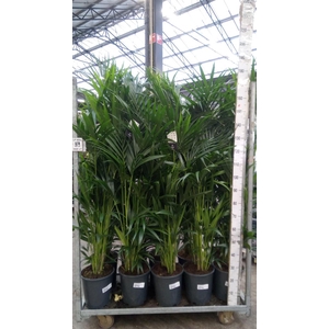 Howea forsteriana