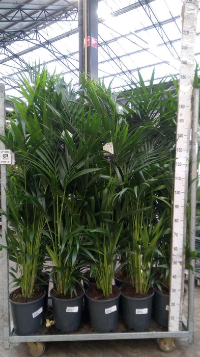 <h4>Howea forsteriana</h4>