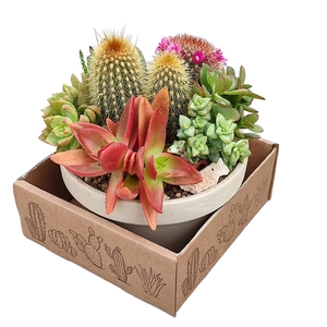 ARRANGEMENT IN WHITE GRANITE BOWL Ø 15 - IN ECO TRAY 3 PCS (CACTUS EN SUCCULENTEN)