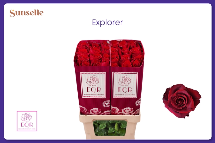 <h4>R GR EXPLORER</h4>