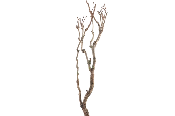 <h4>Syringa Branch Extra Huggens</h4>
