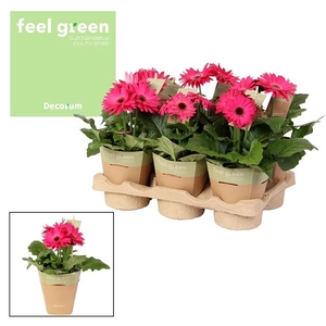 Gerbera paars tinten 2+bl. Feel Green, nature pc Decorum