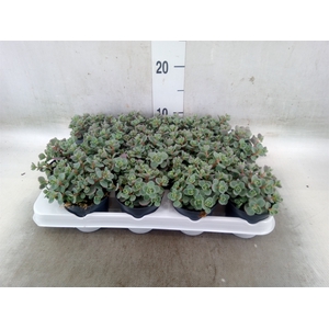 Sedum cauticola 'Lidakense'