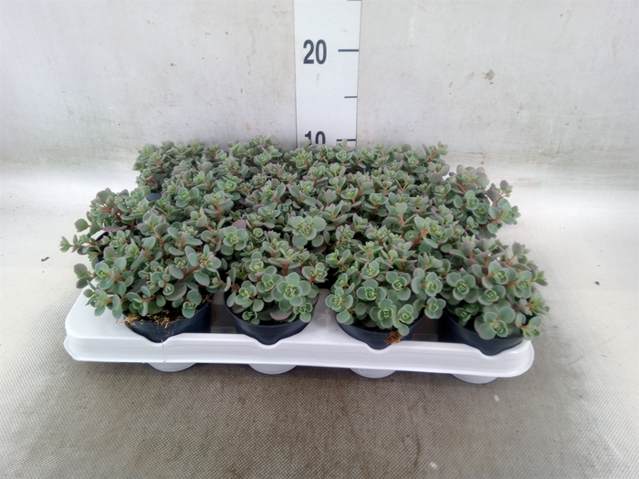 <h4>Sedum cauticola 'Lidakense'</h4>