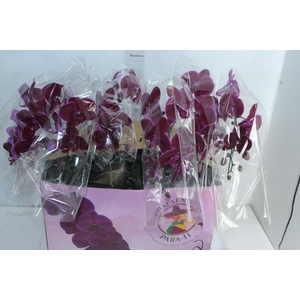 PHALAENOPSIS CASCATA ESPECIAL P15 BICOLOR PINK 02 MIN 8 FLS