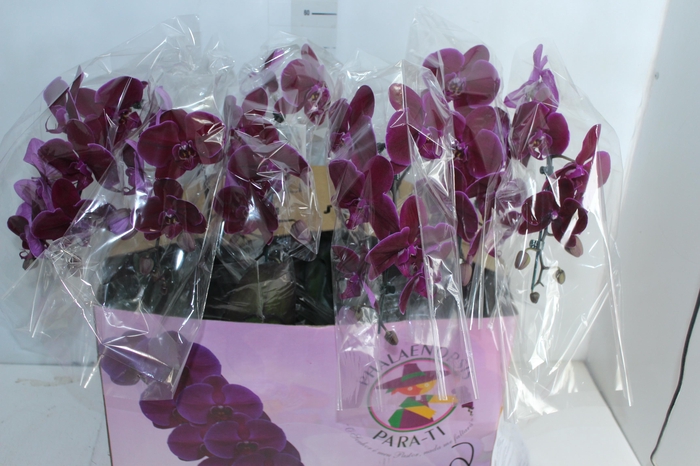 <h4>PHALAENOPSIS CASCATA ESPECIAL P15 BICOLOR PINK 02 MIN 8 FLS</h4>