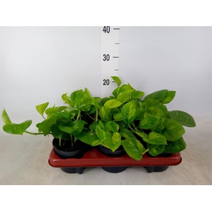 Epipremnum pinn. 'Global Green'