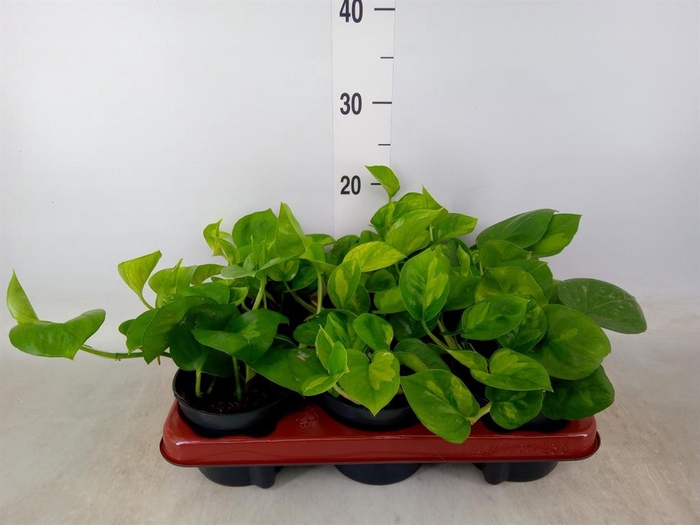 <h4>Epipremnum pinn. 'Global Green'</h4>