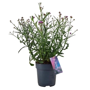 Verbena Bonariensis 'Lollipop' VER17LOLLI