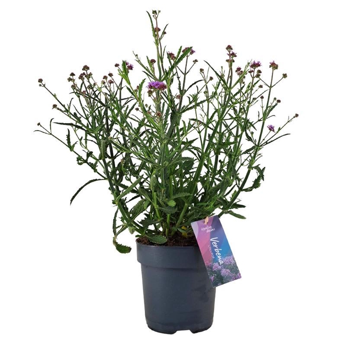 Verbena Bonariensis 'Lollipop' VER17LOLLI