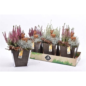 ARR TUINPLANTEN