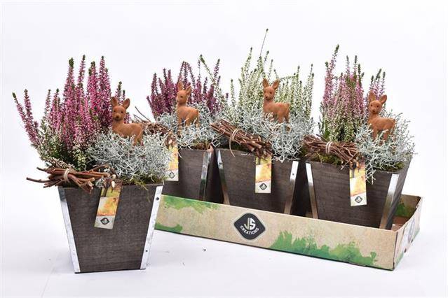 <h4>ARR TUINPLANTEN</h4>