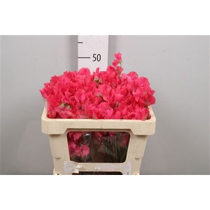 Lathyr Parfum Coral