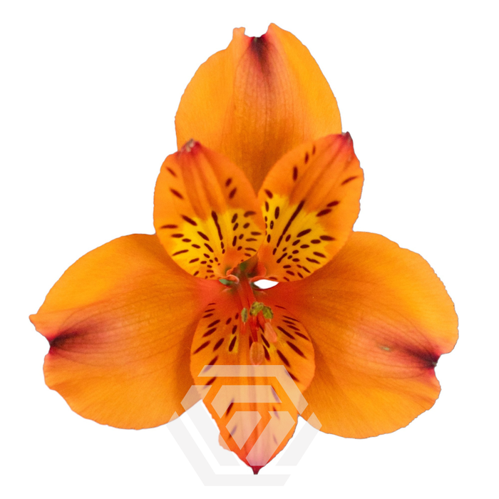 <h4>ALSTR HOT PEPPER Tessa</h4>