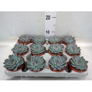 Echeveria  'Apus'