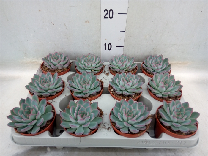 Echeveria  'Apus'