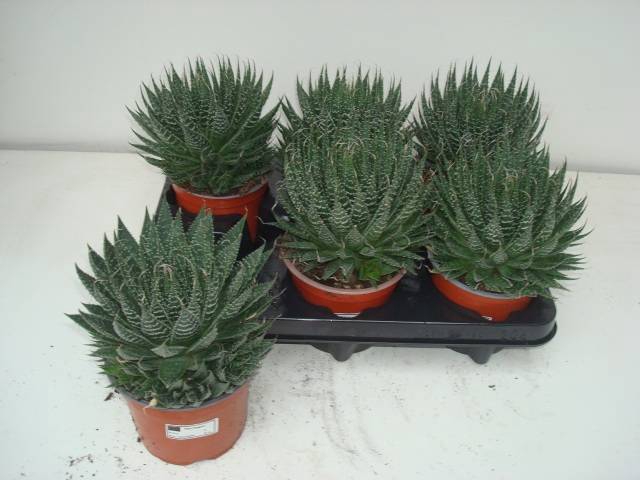 <h4>ALOE ARISTATA</h4>