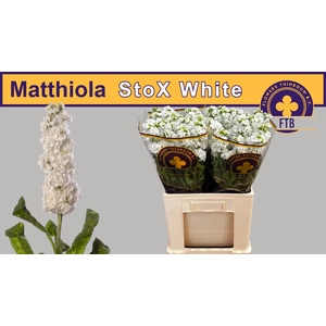 MATTH STOX WHITE