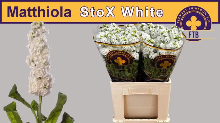 <h4>MATTH STOX WHITE</h4>
