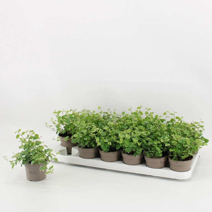 <h4>Ficus pumila White Sunny</h4>