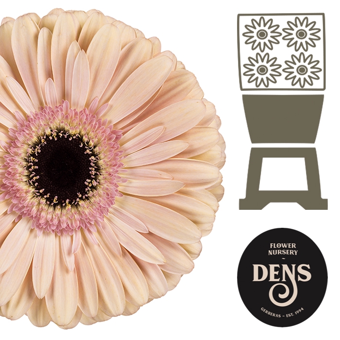 <h4>Gerbera Alliance Diamond</h4>