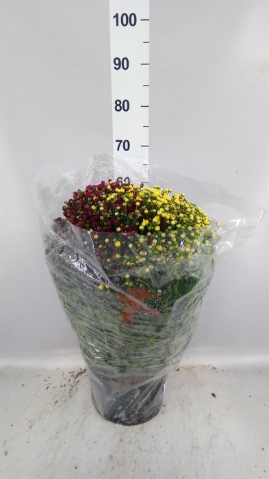 <h4>Chrysanthemum   ..GR</h4>