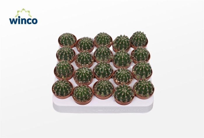 <h4>Echinopsis Eriesii</h4>