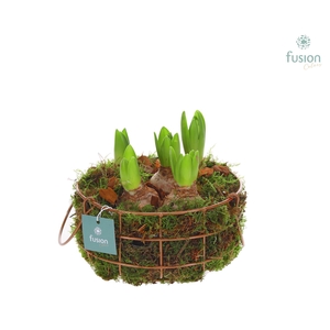 Mand metaal rond Medium met Hyacinthus
