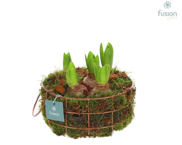 <h4>Mand metaal rond Medium met Hyacinthus</h4>