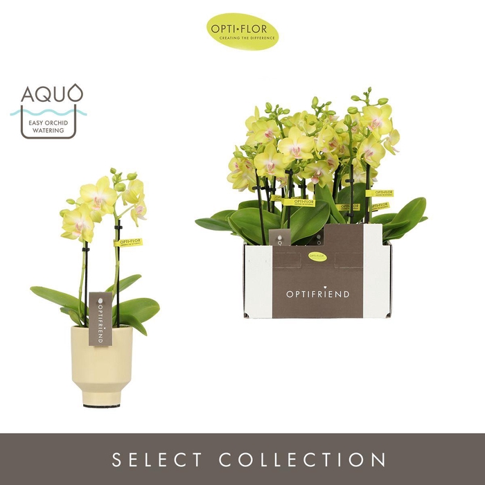 <h4>Optifriend Suzy 2 spike in Emilia Sand Aquo</h4>