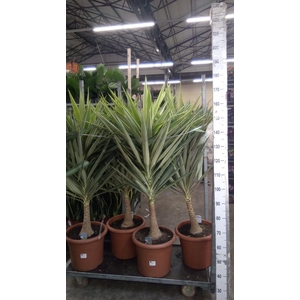 Yucca elephantipes 'Jewel'