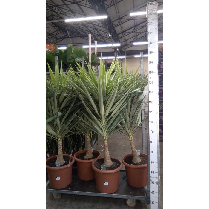 <h4>Yucca elephantipes 'Jewel'</h4>