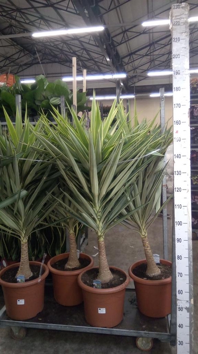 Yucca elephantipes 'Jewel'