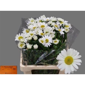 Leuc Vulg Rheinblick