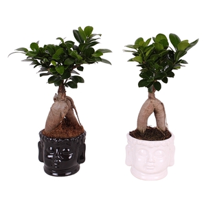 Ficus m. Ginseng pot ø09cm in ø11cm Buddha head Black/White